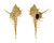 MURICIDAE MUREX ADUNCOSPINOSUS shell