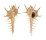 MURICIDAE MUREX TERNISPINA shell