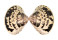 VENERIDAE LIOCONCHA FASTIGIATA shell