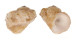 MODULIDAE MODULUS TECTUM shell