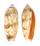 OLIVIDAE OLIVA MINIACEA SATURATA shell