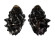 MURICIDAE THAIS INTERMEDIA shell