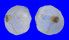 HIPPONICIDAE CHEILEA BULLA shell