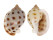 CASSIDAE PHALIUM BISULCATA BOOLEYI shell