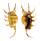 STROMBIDAE LAMBIS SCORPIO shell
