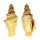 STROMBIDAE LAMBIS LAMBIS shell