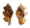STROMBIDAE LAMBIS LAMBIS shell