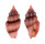 TURRIDAE LIENARDIA RUBIDA shell
