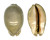 CYPRAEIDAE MAURITIA ARABICA shell
