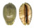 CYPRAEIDAE MAURITIA ARABICA shell