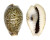 CYPRAEIDAE EROSARIA TURDUS WINCKWORTHI shell