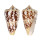 CONIDAE CONUS AMMIRALIS shell