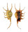 STROMBIDAE LAMBIS SCORPIO shell