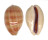 CYPRAEIDAE LYNCINA LEVIATHAN TITAN shell