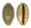 CYPRAEIDAE MAURITIA EGLANTINA shell