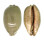 CYPRAEIDAE MAURITIA EGLANTINA shell