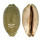 CYPRAEIDAE MAURITIA EGLANTINA shell