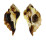 MURICIDAE JATON DECUSSATUS shell
