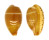 CYPRAEIDAE PALMADUSTA LUTEA shell