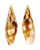 MITRIDAE MITRA STOSSIERI shell