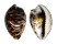 CYPRAEIDAE CYPRAEA TIGRIS shell