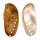 HALIOTIDAE HALIOTIS ASININA shell