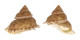 TURBINIDAE BOLMA GUTTATA shell