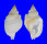 PERSONIDAE DISTORSIO VENTRICOSA shell