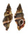 RANELLIDAE CYMATIUM PILEARE shell