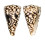 CONIDAE CONUS BANDANUS shell