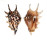STROMBIDAE LAMBIS LAMBIS shell