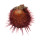 SPONDYLIDAE SPONDYLUS GLORIOSUS VISAYENSIS shell