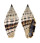 MITRIDAE VEXILLUM PLICARIA shell