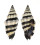 MITRIDAE VEXILLUM RUGOSUM shell