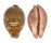 CYPRAEIDAE LEPOCYPRAEA MAPPA PANERYTHRA shell