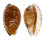 CYPRAEIDAE CRIBRARULA ASTARYI shell
