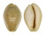 CYPRAEIDAE EROSARIA BOIVINI shell