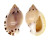 CASSIDAE CASMARIA PONDEROSA shell