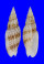 MITRIDAE CANCILLA GRANATINA shell
