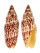 MITRIDAE MITRA PAPALIS shell