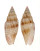MITRIDAE MITRA TERRYNI shell