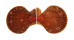 PECTINIDAE MIMACHLAMYS SANGUINEA shell