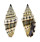 MITRIDAE VEXILLUM PLICARIA shell