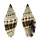 MITRIDAE VEXILLUM PLICARIA shell