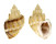 CANCELLARIIDAE SCALPTIA CROSSEI shell