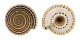 ARCHITECTONICIDAE ARCHITECTONICA PERSPECTIVA shell