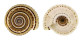 ARCHITECTONICIDAE ARCHITECTONICA PERSPECTIVA shell