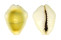CYPRAEIDAE MONETARIA MONETA shell