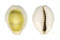 CYPRAEIDAE MONETARIA MONETA shell
