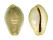 CYPRAEIDAE EROSARIA BOIVINI shell